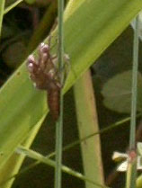 Libelle entpuppt sich