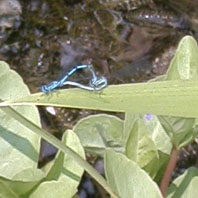 Libellen inflangranti